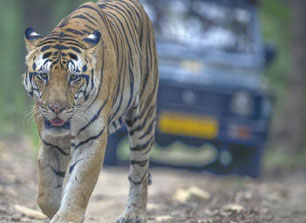 wildlife updated news